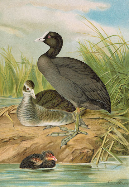 Fulica atra