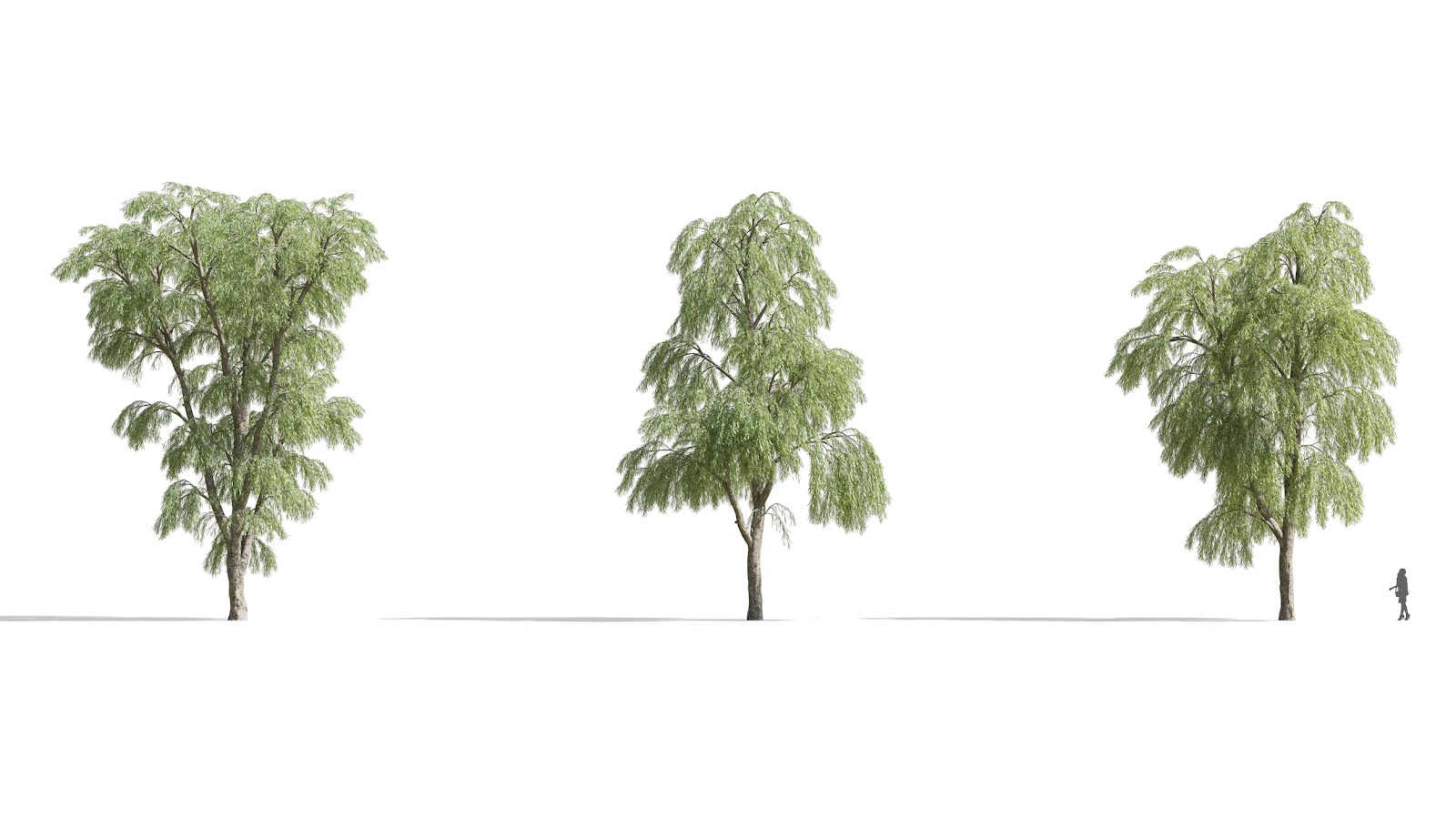 Maxtree - Plant Models Vol.73