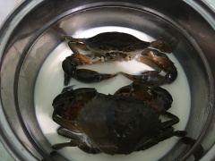 Cho nồi lên bếp, cho 500ml sữa tươi không đường vào nồi và cho luôn 2 con cua đã làm sạch vào nồi. Bật bếp lửa nhỏ. Hấp cua với lửa nhỏ khoảng 10 phút. Khi cua đổi màu đẹp và sữa sệt lại thì tắt bếp.