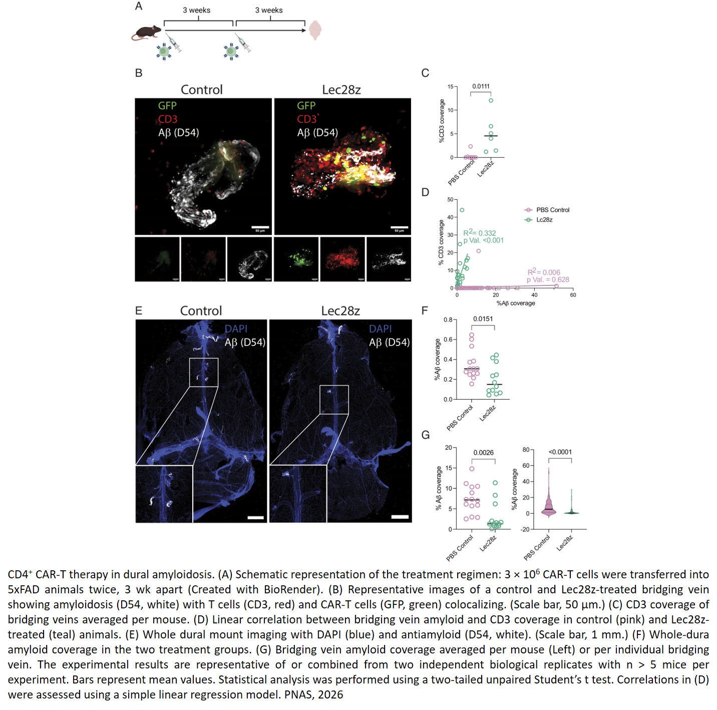 Engineering chimeric antigen receptor CD4 T cells for Alzheimer’s disease
