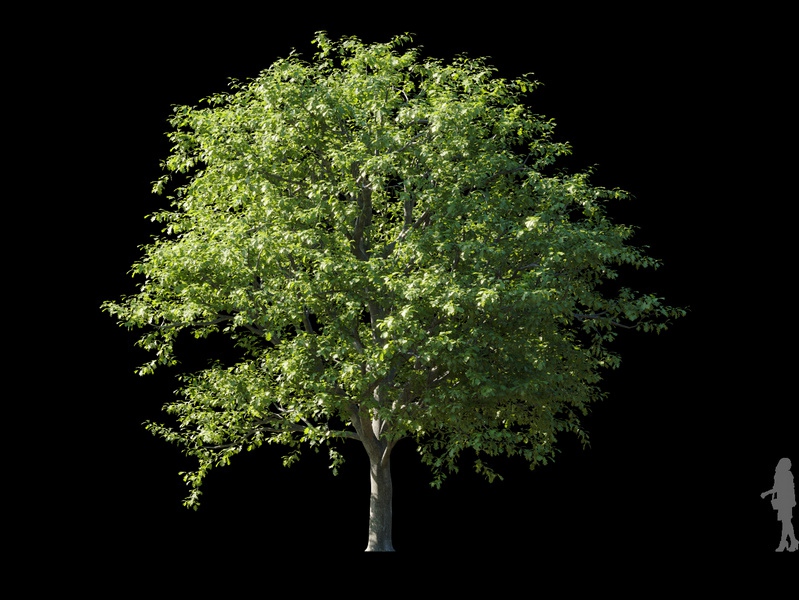Maxtree - Plant Models Vol.120