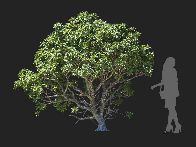 Maxtree - Plant Models Vol.112