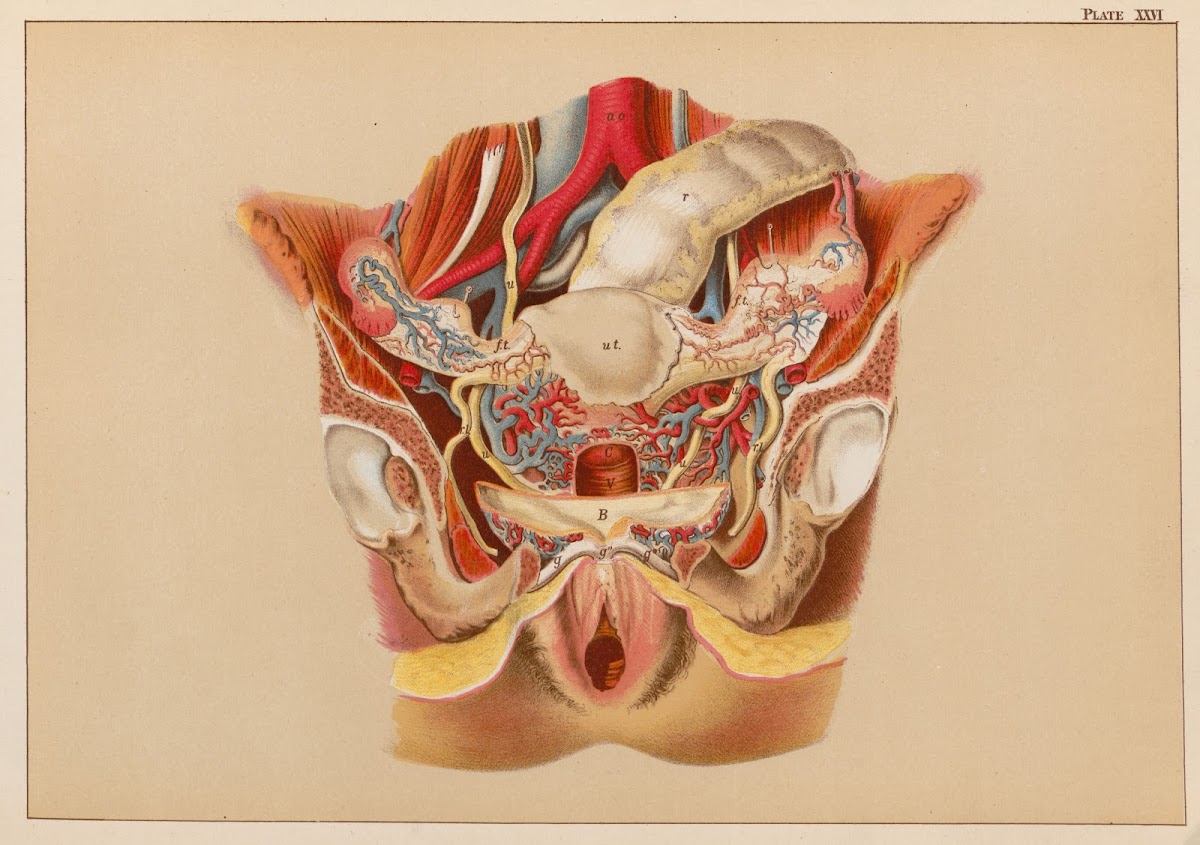 Anatomy  Bloodvessels of Pelvis front view 1889