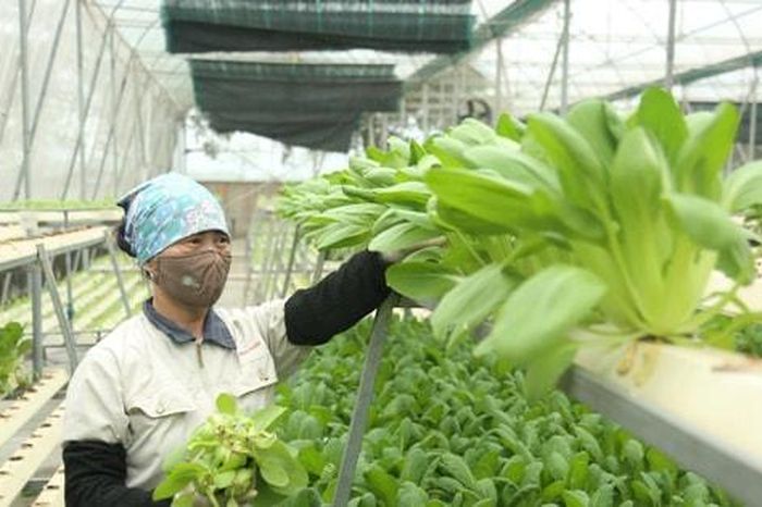 Nông nghiệp Hà Nội: Bài toán thích ứng trong chuỗi giá trị toàn cầu - Báo Hà Nội Mới
