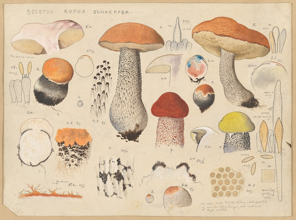 Boletus rufus Schaeffer 1915 1945