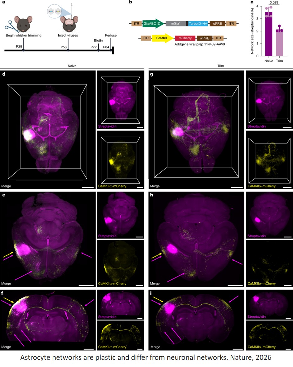 Astrocytes connect specific brain regions through plastic networks