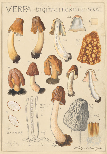 Verpa digitaliformis 1915 1945