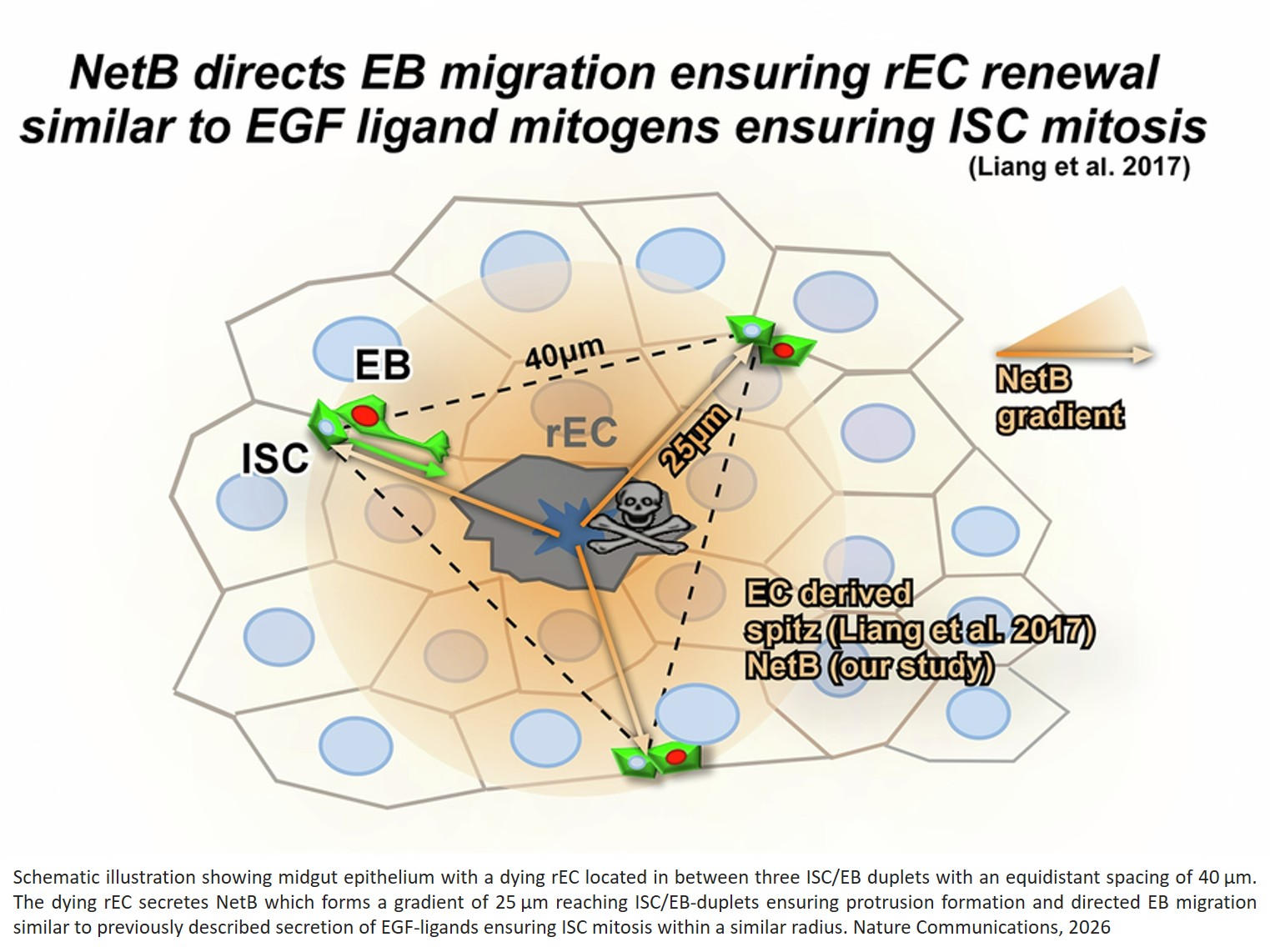 Frazzled/DCC directs spatial progenitor integration ensuring steady-state intestinal turnover