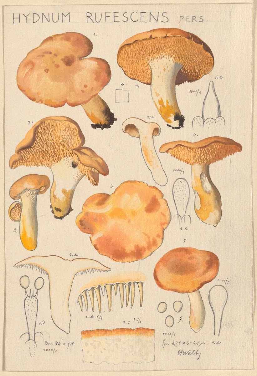 Hydnum rufescens 1915 1945