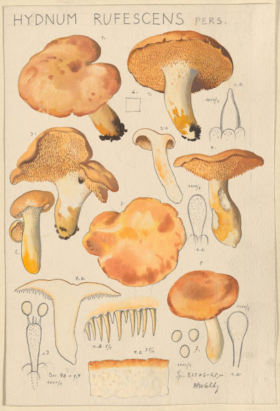Hydnum rufescens 1915 1945