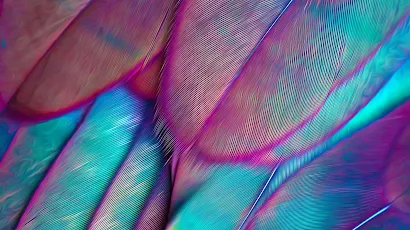 Feather, Birds, Parrots, Aesthetics, Purple 2K iPhone Wallpaper Background