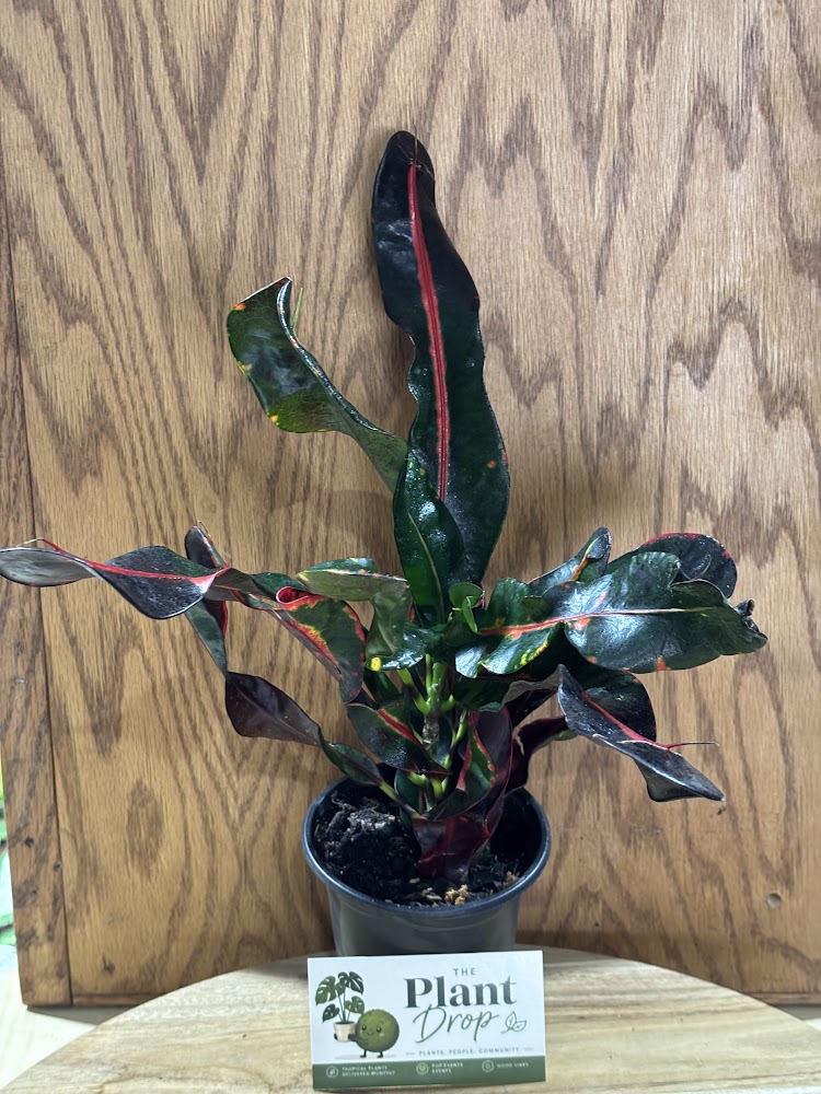 Croton Mammy Fire