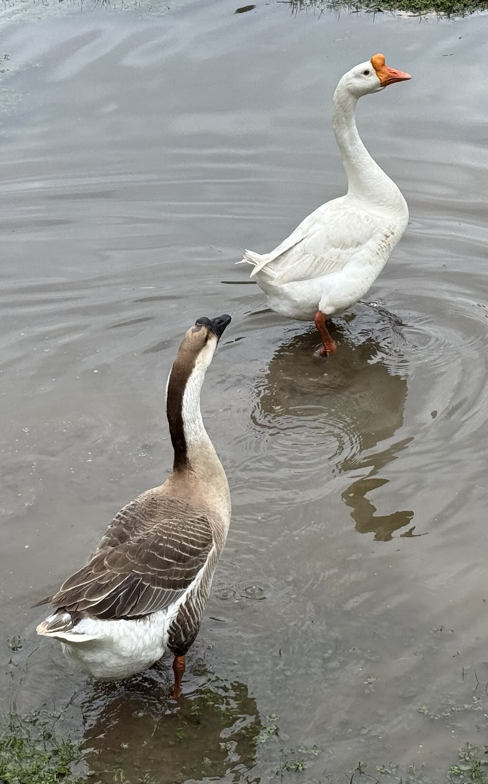 White Chinese Goose, African Goose