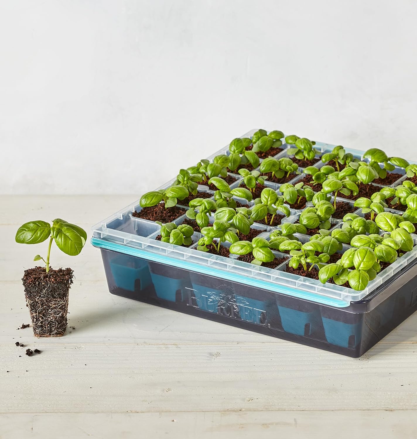 Vegetable Seeds Starter Kit