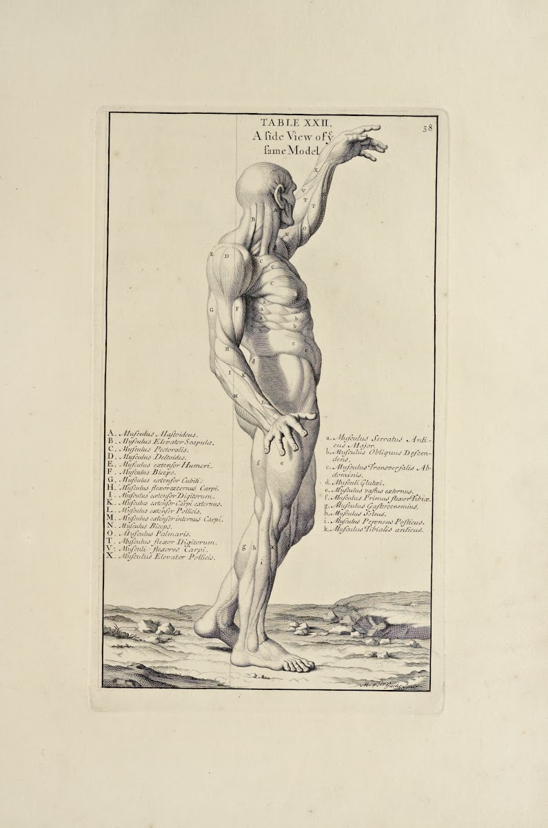 Anatomy improvd and illustrated with regard to the uses thereof in designing Pl2