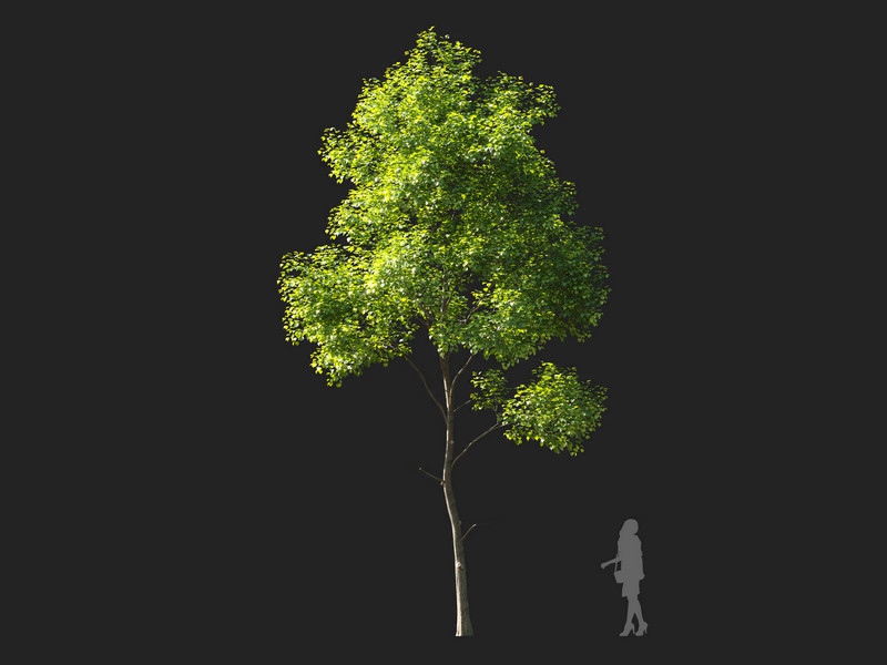 Maxtree - Plant Models Vol.114