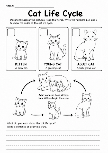 Cat Life Cycle Worksheet