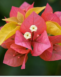 Imported Watermelon Golden Bougainvillea Plant