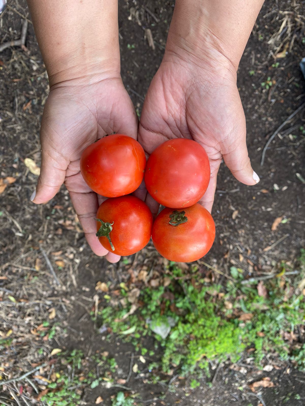 Comprar Tomate Milano orgánico
