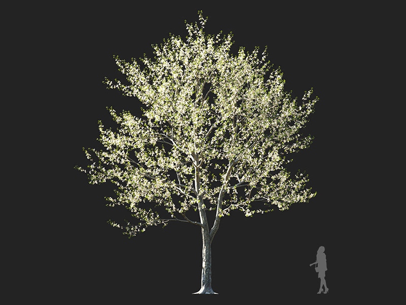 Maxtree - Plant Models Vol.132