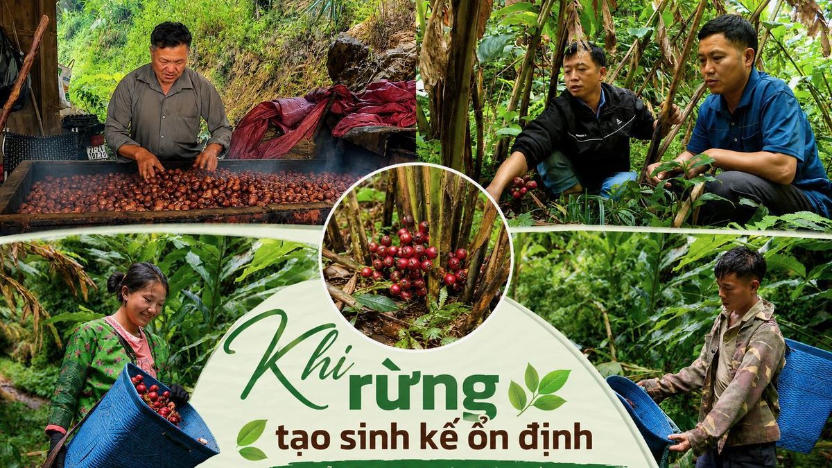 Dưới tán rừng xanh là sinh kế bền vững - Báo Điện Biên Phủ