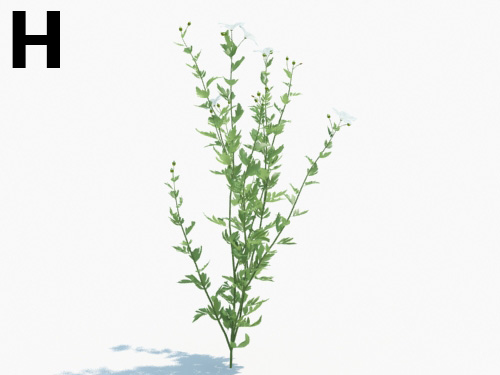 Maxtree - Plant Models Vol.3
