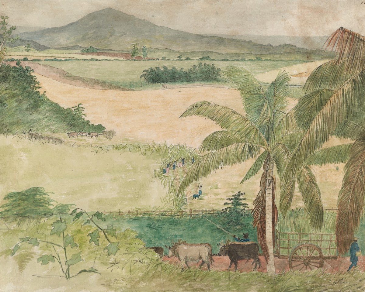 Sugar estate 1808 1816
