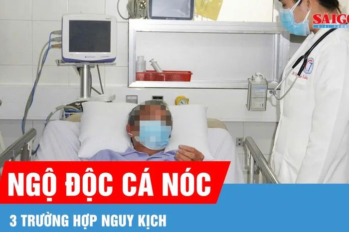 Cần Thơ: 3 trường hợp nguy kịch do ngộ độc cá nóc - Báo Sài Gòn Giải Phóng