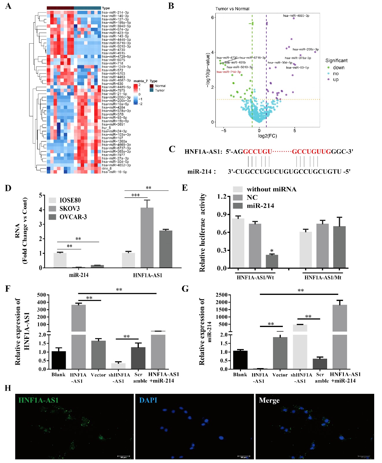 Long noncoding RNA HNF1A-AS1 promotes ovarian cancer growth and M2 macrophage polarization by counteracting miR-214-mediated suppression of semaphorin 4D signaling