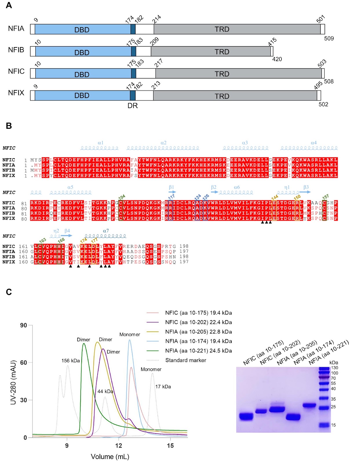 Biochemical and structural studies of NFIA and NFIC reveal a conserved mechanism for specific DNA recognition and provide insight into potential pathogenicity of disease-associated mutations