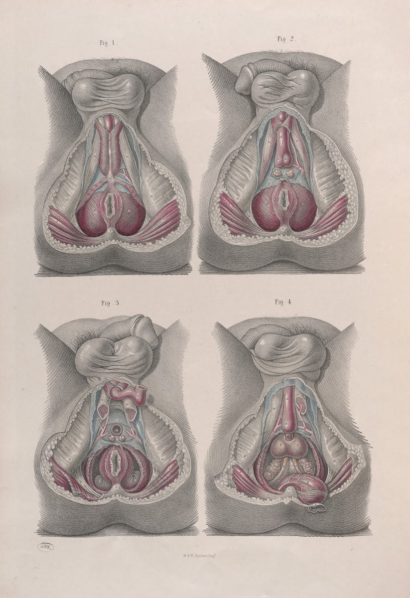 Surgical anatomy Pl43 1856