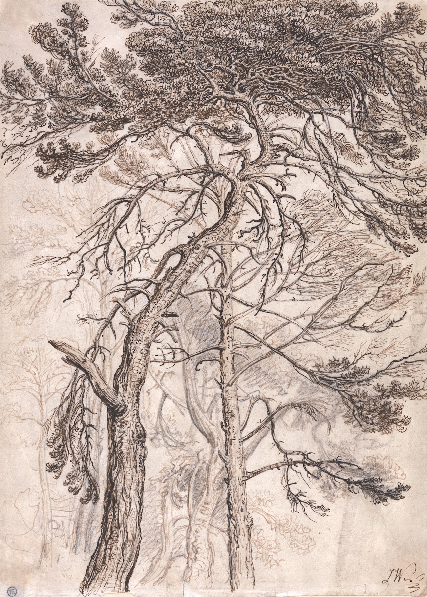 Study of Trees