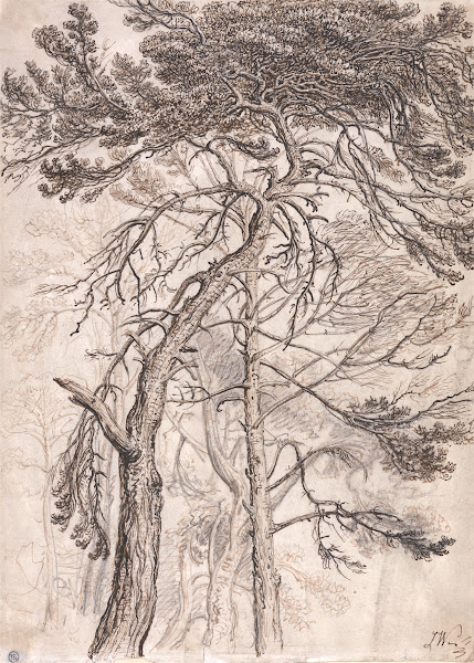 Study of Trees