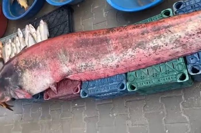 Ngư dân bắt được con cá trê khổng lồ dài 2,5 mét, nặng 150 kg - Tạp chí Người Đưa Tin