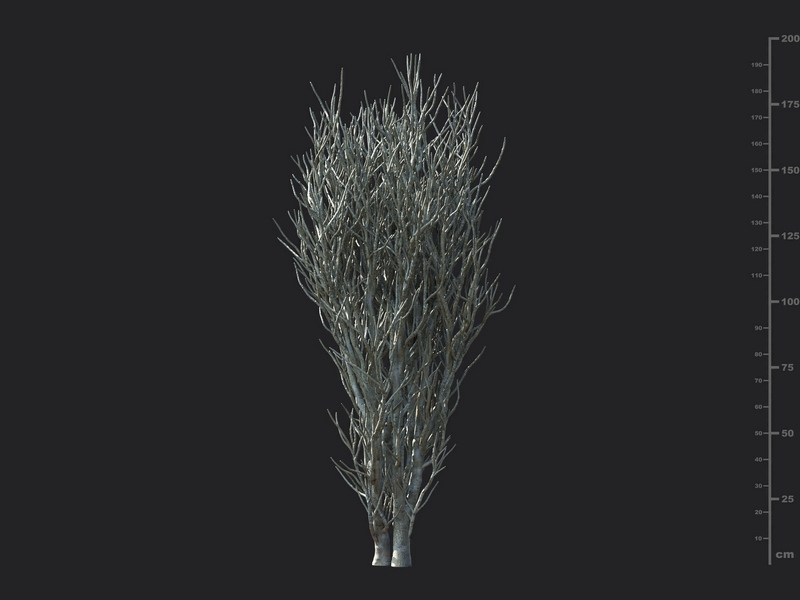 Maxtree - Plant Models Vol.130