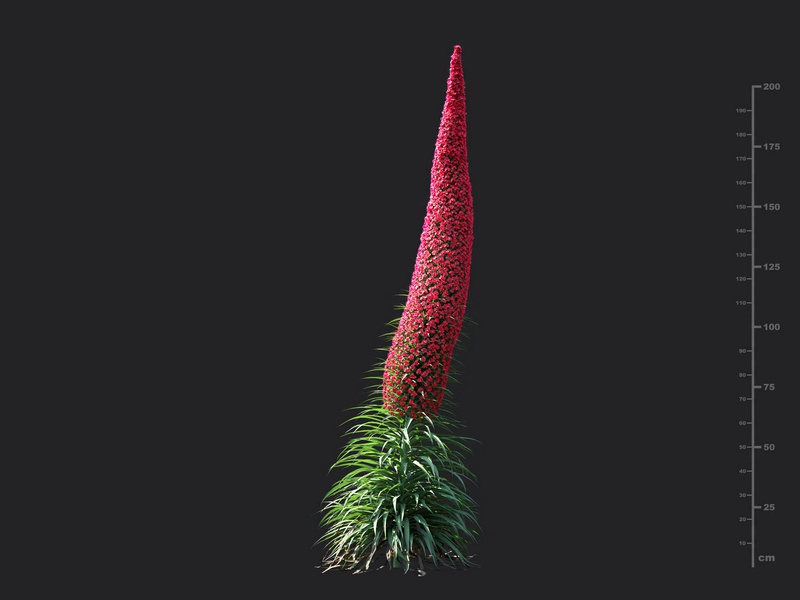 Maxtree - Plant Models Vol.115