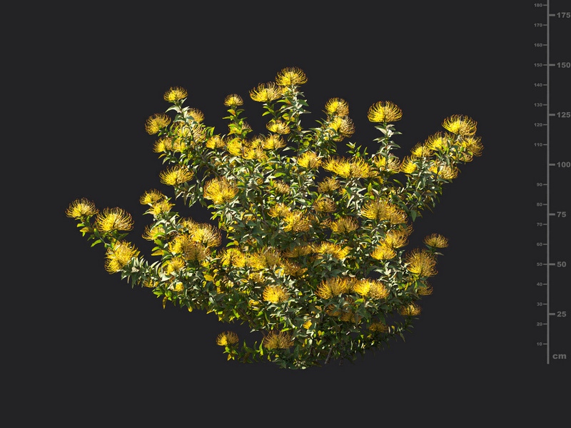 Maxtree - Plant Models Vol.119