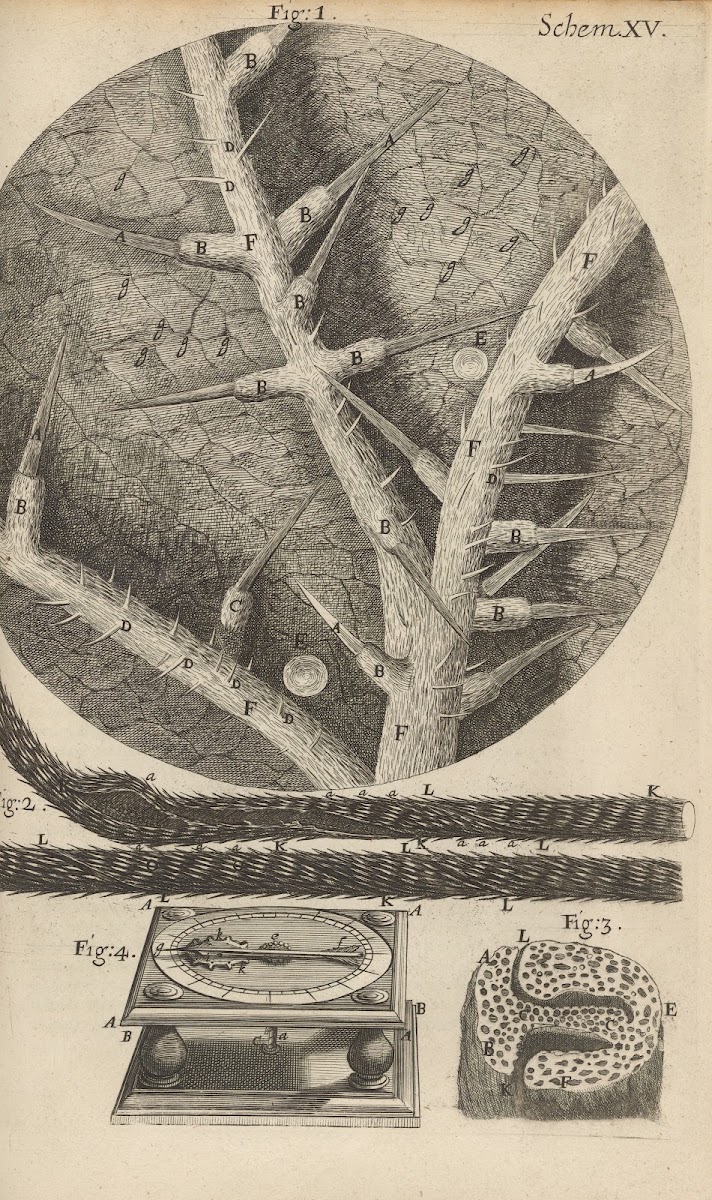 Microscopic view of nettles and other venomous plants 1665