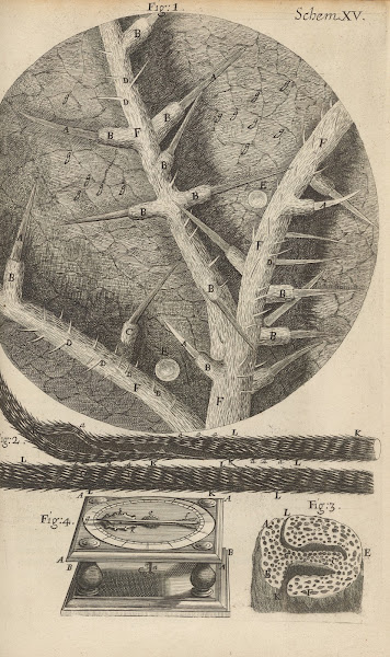 Microscopic view of nettles and other venomous plants 1665