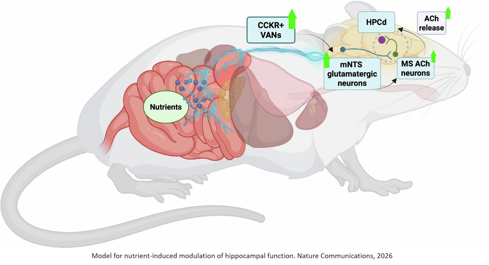 The vagus nerve promotes memory in rats via nutrient-induced septo-hippocampal acetylcholine signaling