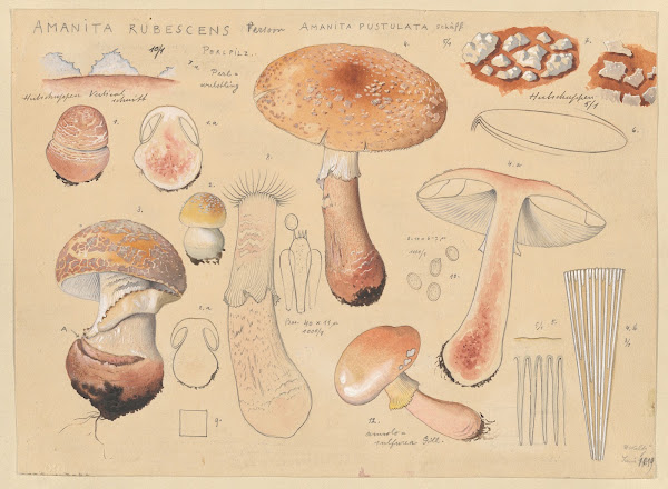 Amanita rubescens Person Amanita pustulata Schäff 1915 1945