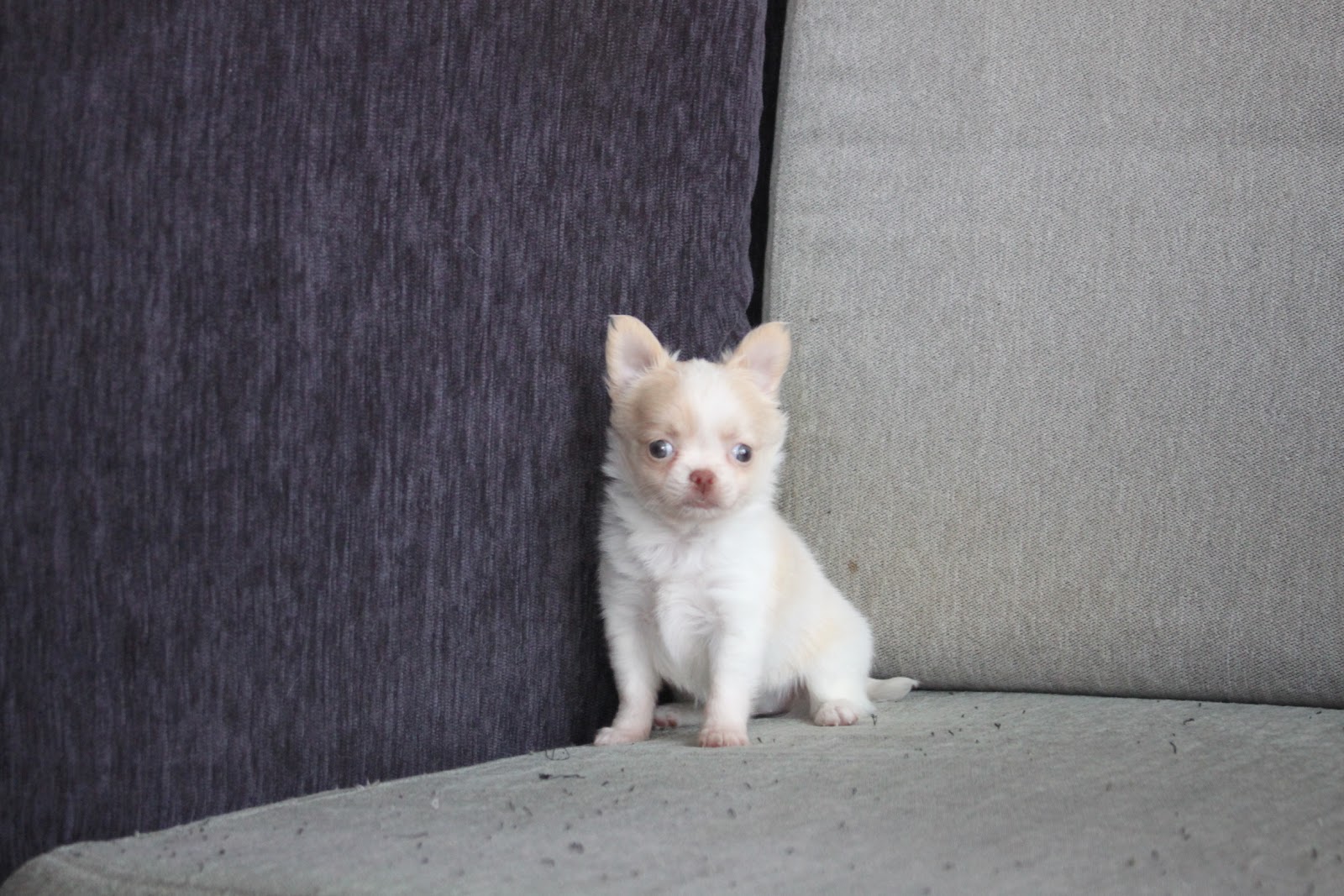 1/4出生 高端優質迷你長毛吉娃娃奶油白花妹妹