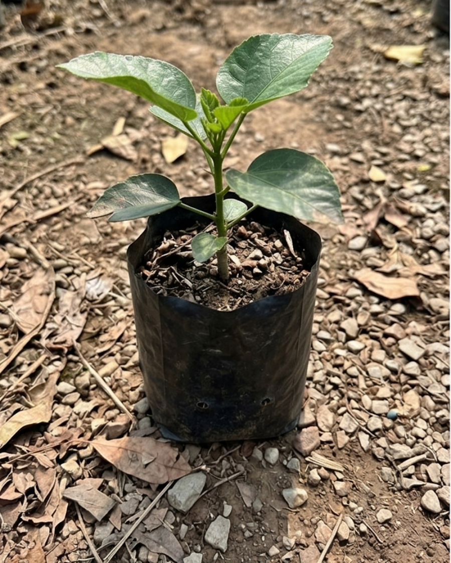 Hibiscus Luv Indigo Star — view 2