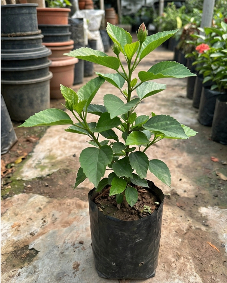 Hibiscus Red Flower Plant — view 2