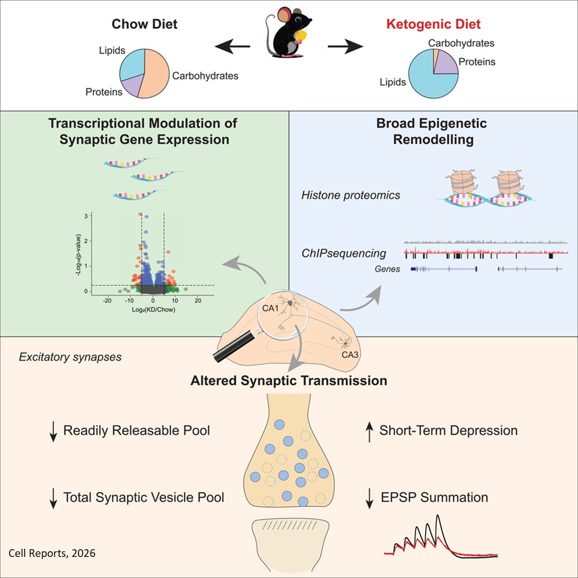Ketogenic diet dampens excitatory neurotransmission by shrinking synaptic vesicle pools