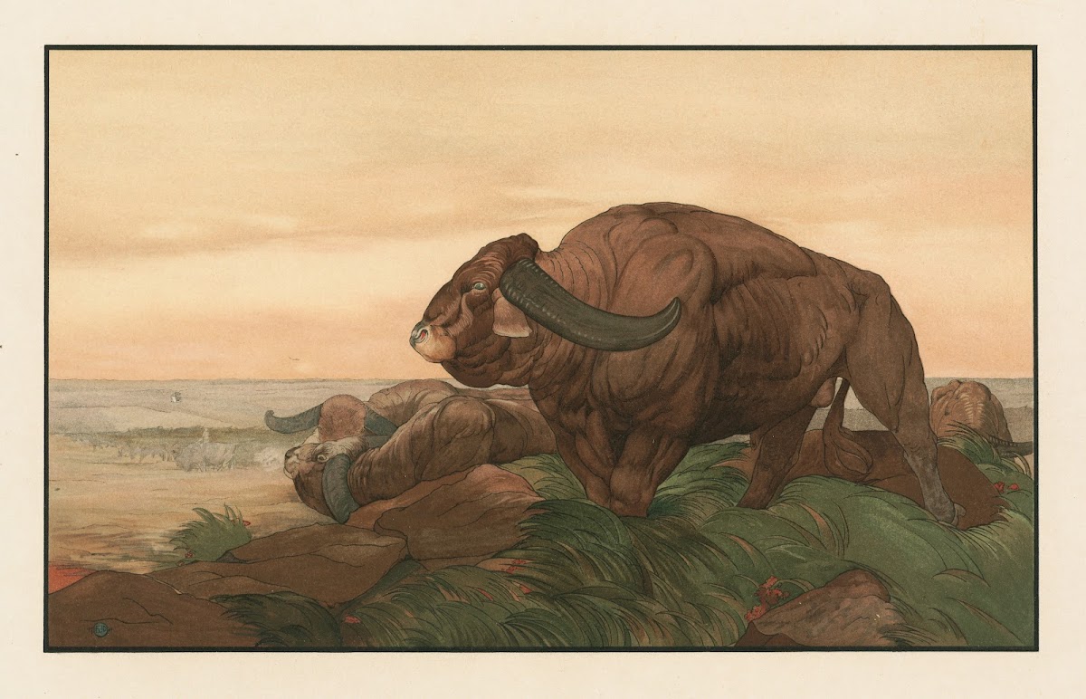 The return of the buffalo herd 1903