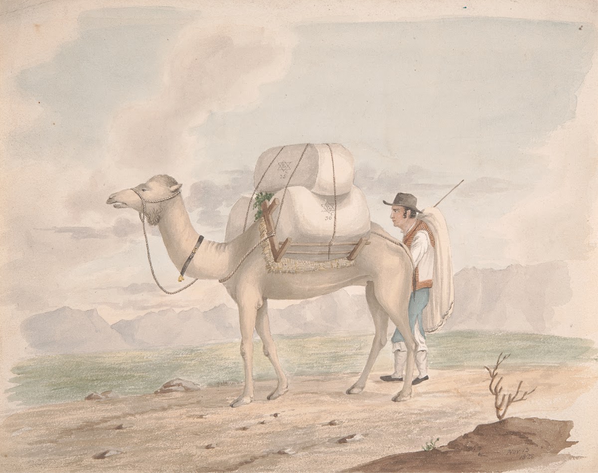 Loaded Camel 1828