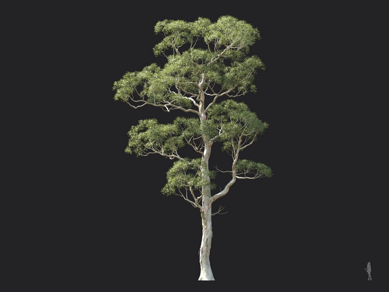 Maxtree - Plant Models Vol.124