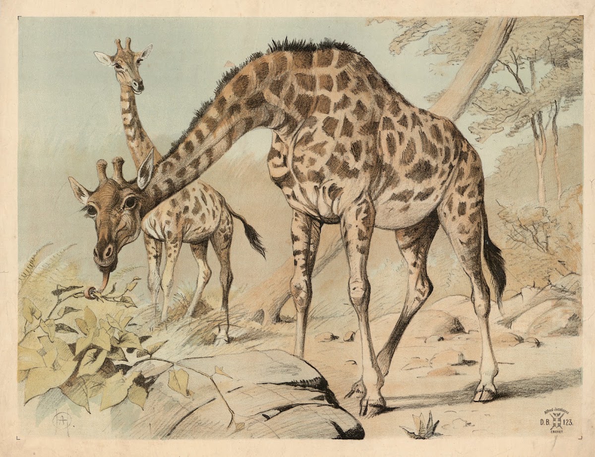 Giraf 1892