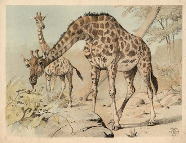Giraf 1892